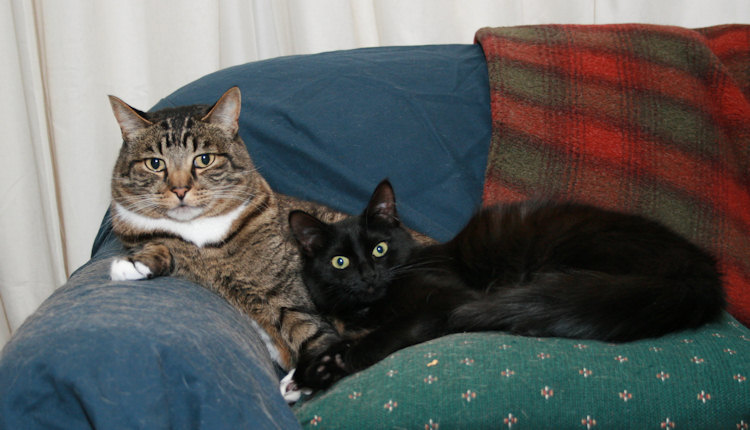 Chewie and River